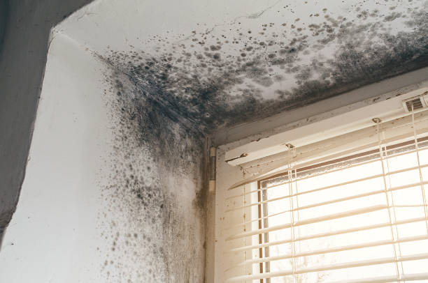 Affordable Mold Remediation solutions in California, MD